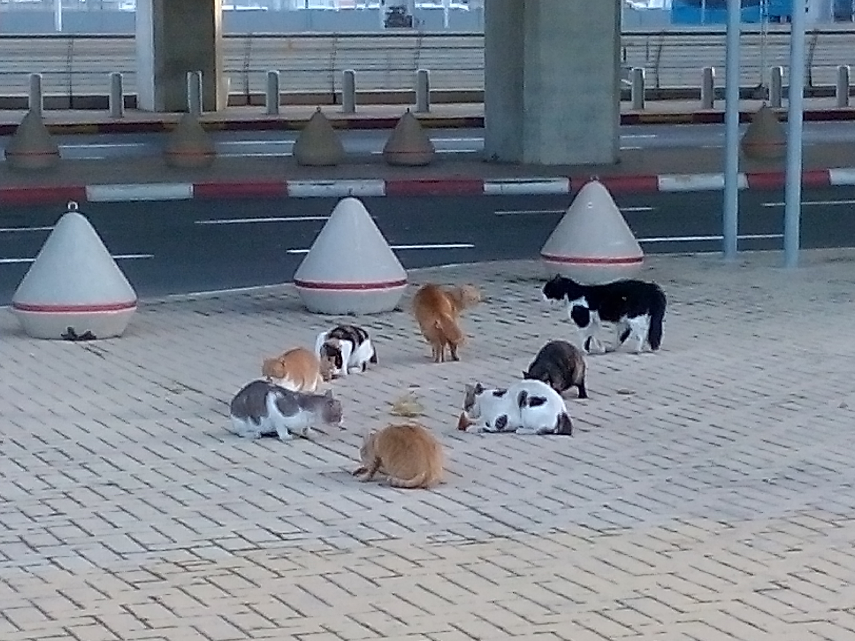 Los gatos aviadores del Aeropuerto de Ben Gurión